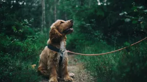 Plimbare comună cu animalele de companie!