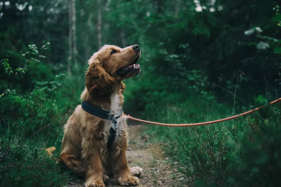 Plimbare comună cu animalele de companie!