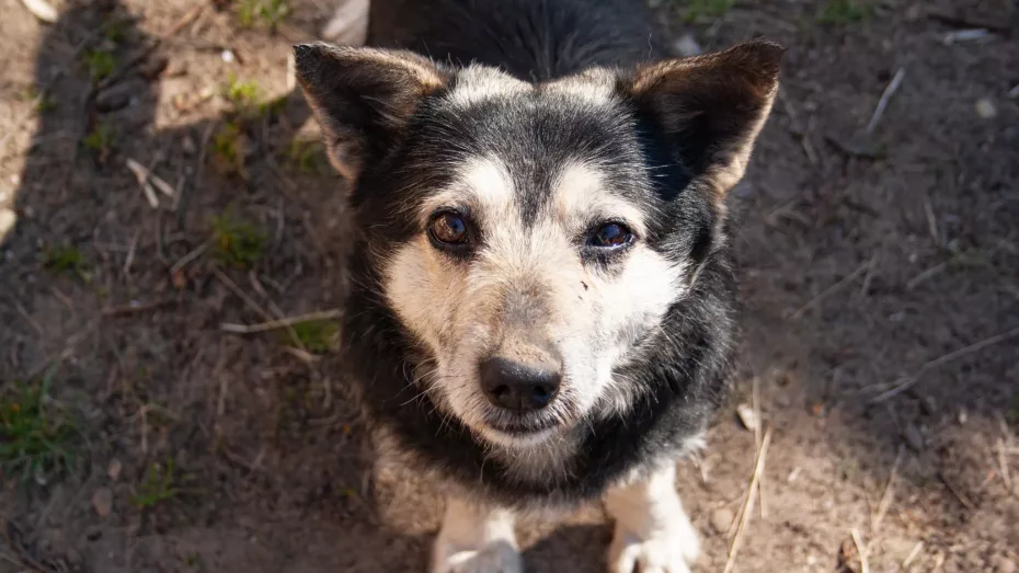 Peste 500 de animale fără casă au fost capturate în capitală!