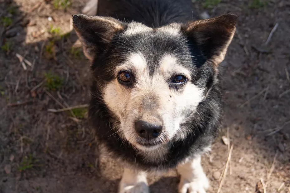 Peste 500 de animale fără casă au fost capturate în capitală!