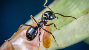 Coloniile de furnici au doar femele!