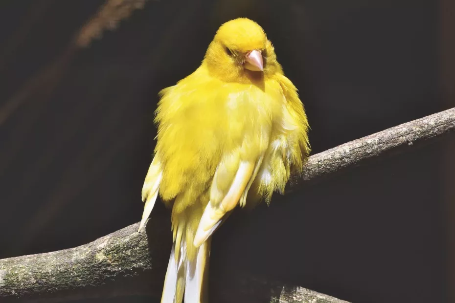 Cum îmi dresez papagalul?