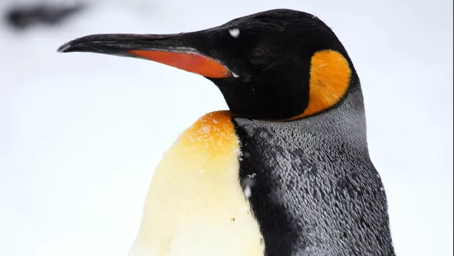 Tragedie în lumea pinguinilor!