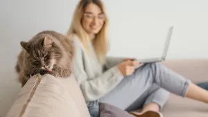 Pisicuța ta are o afinitate față de canapea?