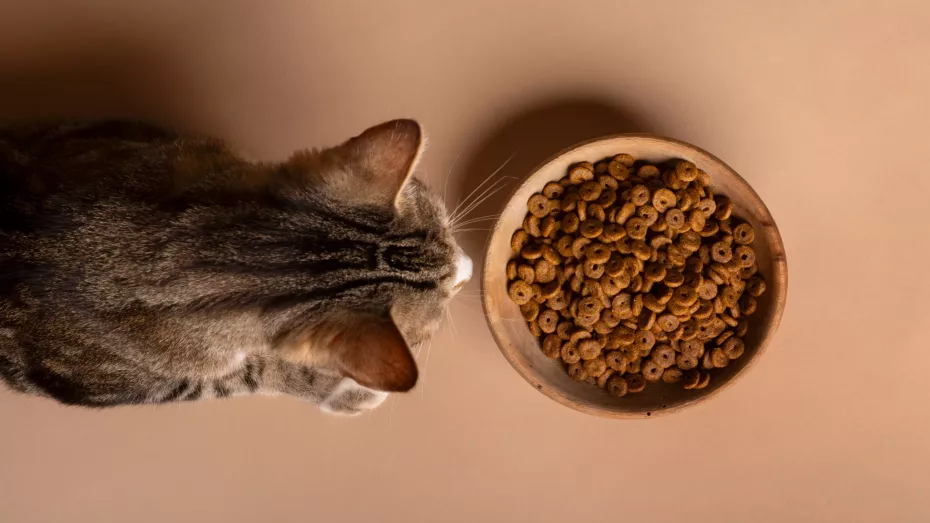 Ce faci dacă ai o pisică mofturoasă la mâncare?