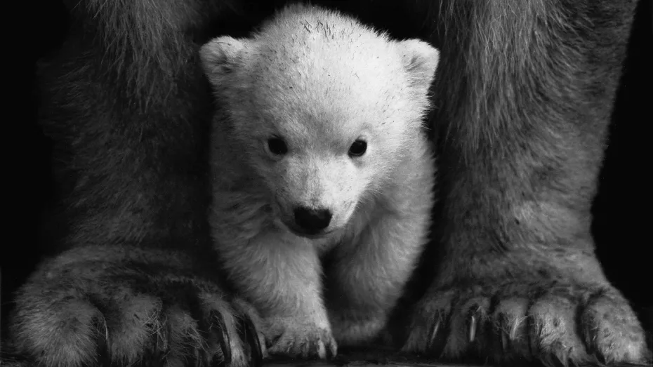 Cum își protejează urșii polari puii de frig?