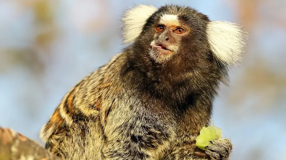 Care sunt cele mai politicoase maimuțe?