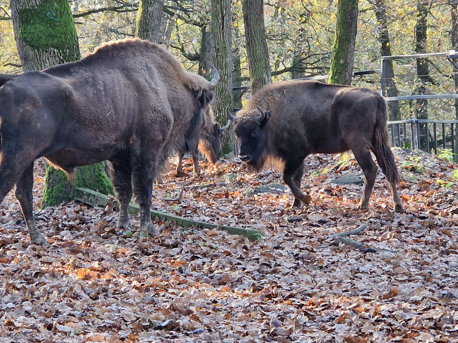 Popularea cu zimbri a Grădinei Zoologice din Tg Mureș 