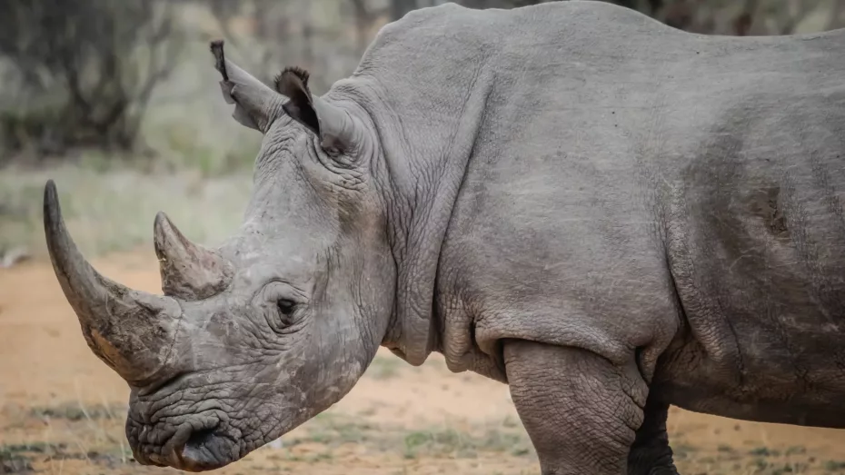 Câte kilograme are un rinocer?