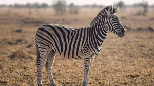 Zebra este un animal emblematic din Africa!