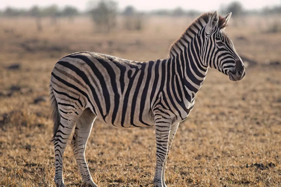 De ce s-a intensificat dispariția speciilor de animale? de ce au zebrele dungi
