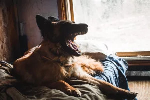 Caine latrand,_Belgian Malinois. Sursa foto: unsplash.ro