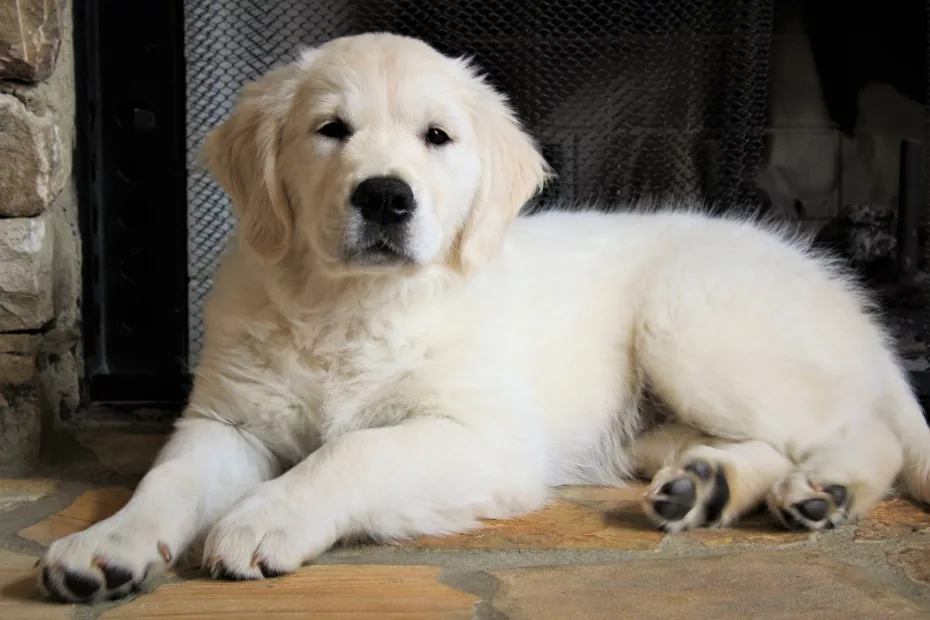 Labrador golden retriever