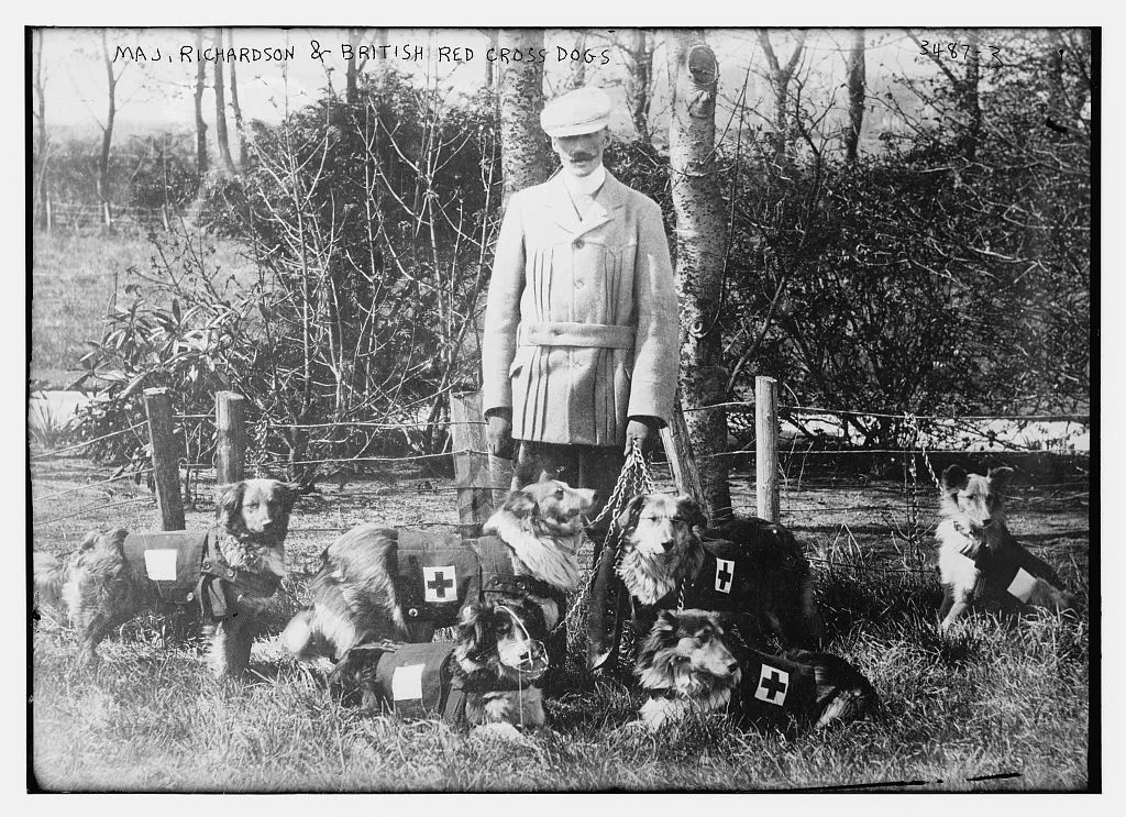 Richardson si câinii de salvare ai Crucii Roșii Britanice