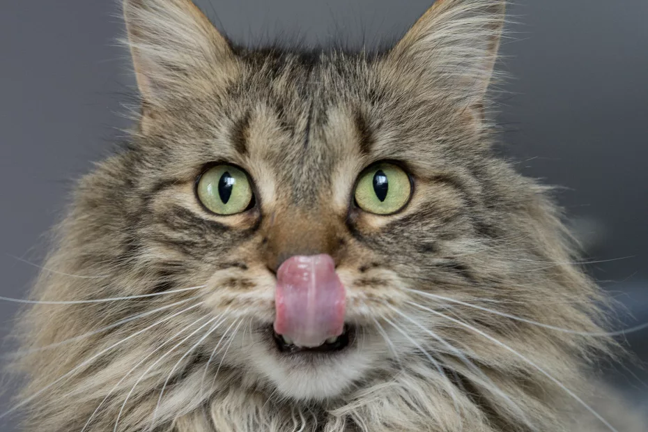 Pisica cu limba scoasa