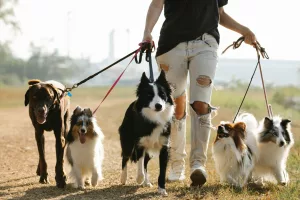 plimbarea alături de animal stimulează sănătatea