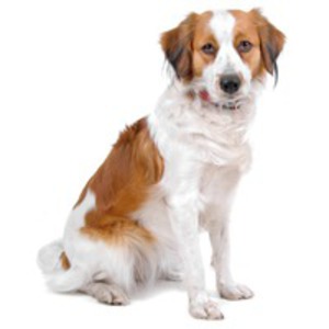 Cainele De Vanatoare De Rate Olandez Kooikerhondje Cainele