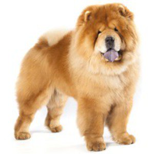 Chow Chow Animal Zoo