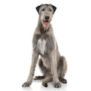 Ogar Irlandez Wolfhound Irlandez Irish Wolfhound Ogar De