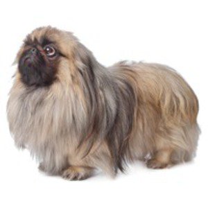 Pechinez Cainele Soare Cainele Leu Pekingese Cainele Maneca