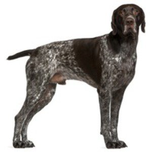 Pointer German Cu Par Scurt Animal Zoo