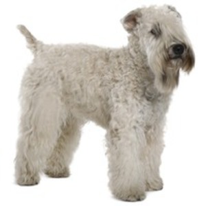 Wheaten Terrier Cu Blana Moale Soft Coated Wheaten Terrier